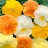 Outsidepride 100 Seeds Viola Pansy Panola Citrus Mix Flower Seeds