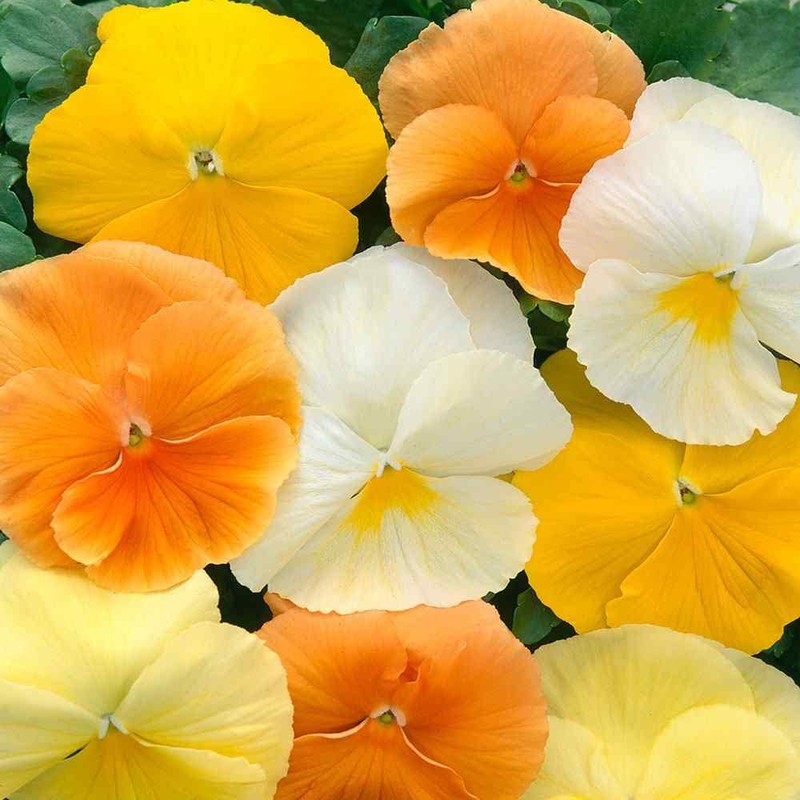 Outsidepride 100 Seeds Viola Pansy Panola Citrus Mix Flower Seeds
