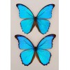 MORPHO DIDIUS 2 BLUE MORPHO DIDIUS MOUNTED RIKER FRAMED CONDITION