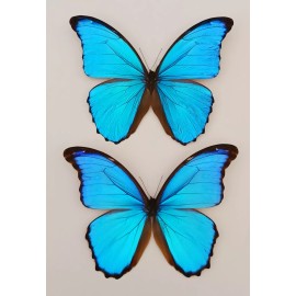 MORPHO DIDIUS 2 BLUE MORPHO DIDIUS MOUNTED RIKER FRAMED CONDITION A1