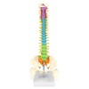 QWORK® Flexible Human Spine Model with Spinal Nerves, Pelvis and