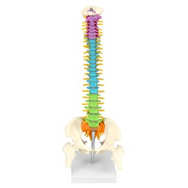 QWORK® Flexible Human Spine Model with Spinal Nerves, Pelvis and Thighs, Anatomical Model of the Spine for Medical Students, Doctors and Teachers - 45 cm