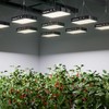 KOSCHEAL KC1600 LED Grow Light 160W Full Spectrum,2.9μmol/J PAR Efficacy,Dimmable