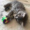 CanCor Original Crinkle Ball (Mini) Crinkle Sounds Cat Toy Mylar