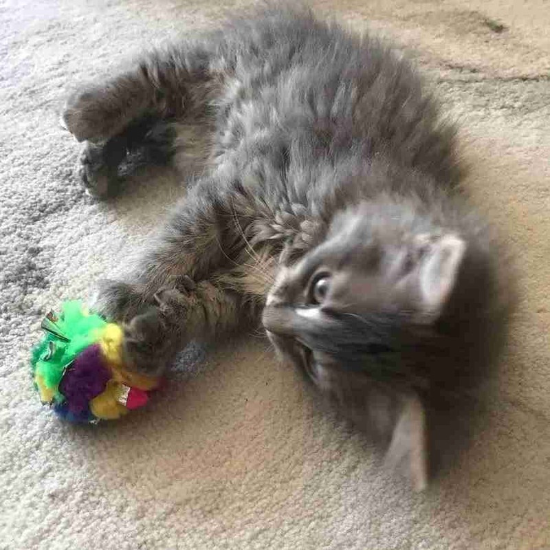 CanCor Original Crinkle Ball (Mini) Crinkle Sounds Cat Toy Mylar