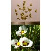 50 Sagittaria montevidensis SEEDS- Giant Aztec Arrowhead - Aquatic Pond
