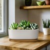 Ceramic Succulent Pots - 1 Pot - Short Oval Shaped