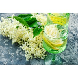 150 Blue Elderberry Seeds (Sambucus Caerulea)