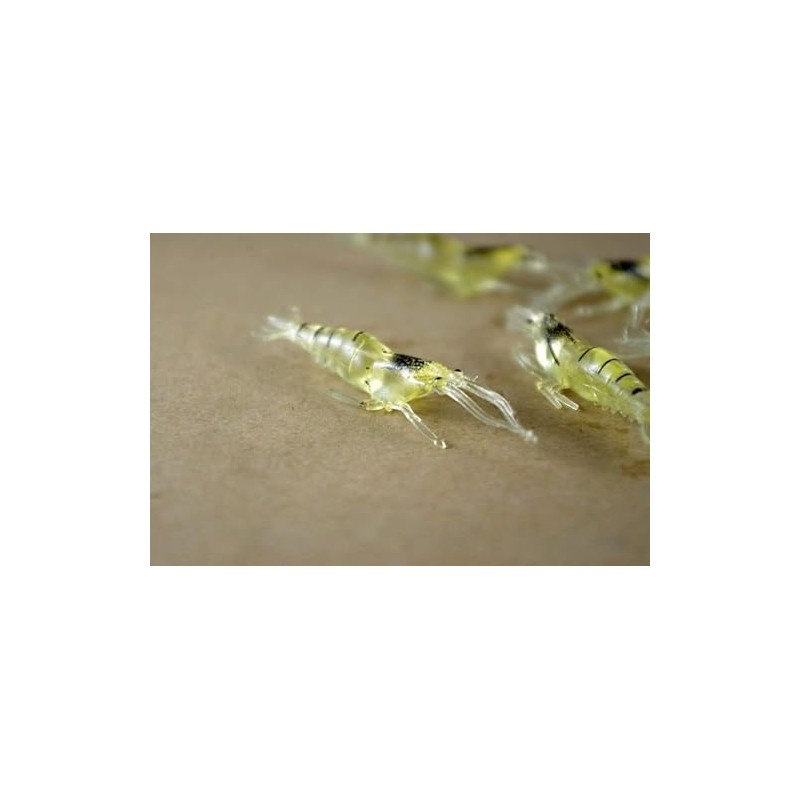 10 Pcs 4cm Simulation Fake Bait Grass Shrimp Lures Soft