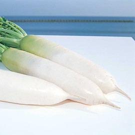 Radish Seeds - Relish Cross - Hybrid - 1 g Packet ~90 Seeds - Non-GMO, F1 Hybrid - Vegetable Garden