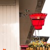 Hummingbird Feeder Heater for Winter, Heated Hummingbird Feeders for Outdoors,