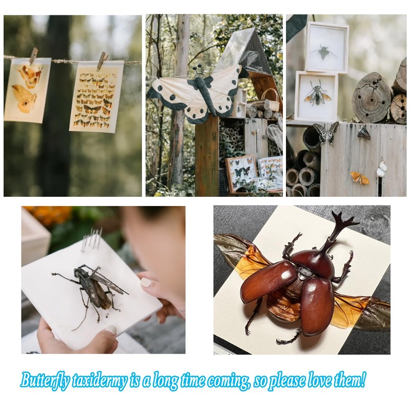 Entomology Starter Pack Includes pins, mounting Board, Spreading Tools, Display