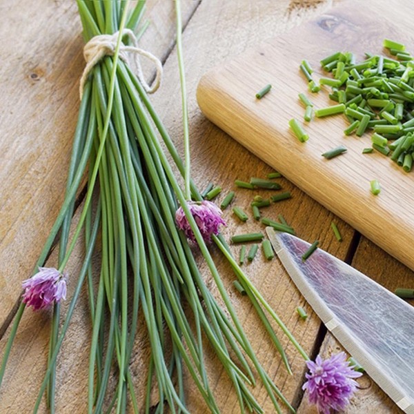 CEMEHA SEEDS - Seeds Chives Onion (Garlic Scapes) Green Non