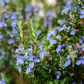 Outsidepride Rosemary Seeds - 2000 Pcs. Perennial Ground Cover, Drought-Tolerant, Easy to Grow Herb Seeds for Planting, Attracts Pollinators, Great for Gardens, Containers, & Culinary Use