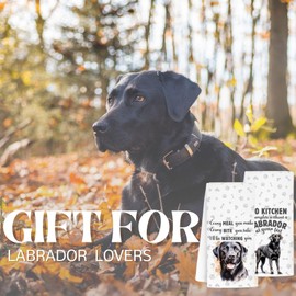 INNObeta Black Labrador Gifts Kitchen Towel 2 Pack, 16x24 in Microfiber Dish Tea Towel for Christmas