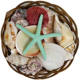 Beautiful Mixed Shell Basket - Basket of Shells - Starfish - 3 sizes (6 inch)
