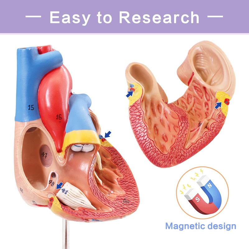 Human Heart Model Life Size Medical Heart Model for Anatomy,