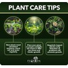 Eagleston Holly Tree | 10 Live Plants | Ilex X