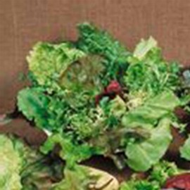 Mixed Lettuce Greens Garden Seeds - Mesclun Mixture - 4 Oz ~100,000 Seeds - Non-GMO, Heirloom Vegetable Gardening & Microgreens Mix