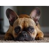 QAZWSX French Bulldog Resting on Carpet 5D Diamond Art Painting