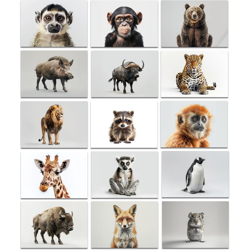 the lazy panda card company 64 Animal Postcards - Postcards