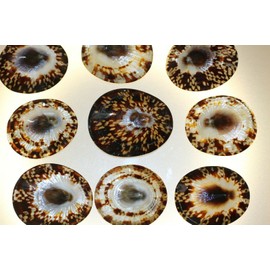 Salty Pelican Pack of 30 Brown Oval Limpet Seashells for Upscale Craft Projects, Medium, SS-106