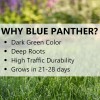 Jonathan Green Blue Panther Kentucky Blue Grass Blend Seed Mix,