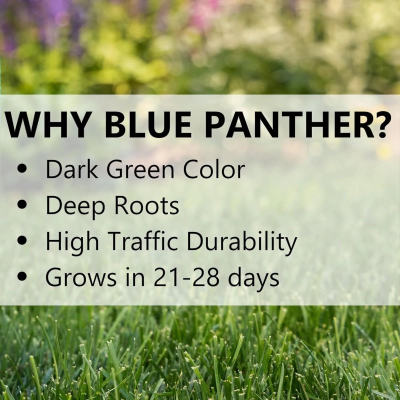 Jonathan Green Blue Panther Kentucky Blue Grass Blend Seed Mix,
