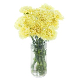 Cut Flowers - Carnation Yellow
