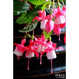 Unbranded Lantern-Physal