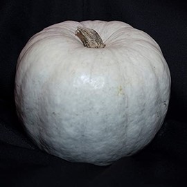 Pumpkin Seeds - White Queen - 4 Oz ~900 Seeds - Cucurbita Pepo - Farm & Garden Vegetable Seeds - Non-GMO, Heirloom, Open Pollinated, Annual