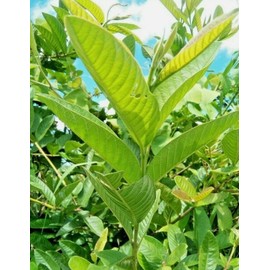 Premium Organic Fresh Guava Leaves, 100% Natural, Non- GMO, Whole Leaves, Fresh Leaves Picked the Day of Your Order, Guava Loose Leaf Herbal Tea (15 Fresh Guava Leaves)