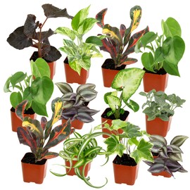 Easy to Grow Houseplants (12 Pack) Live House Plants in Plant Containers, Growers Choice Plant Set in Planters with Potting Soil Mix, Home Décor Planting Kit or Outdoor Garden Gifts by Plants for Pets