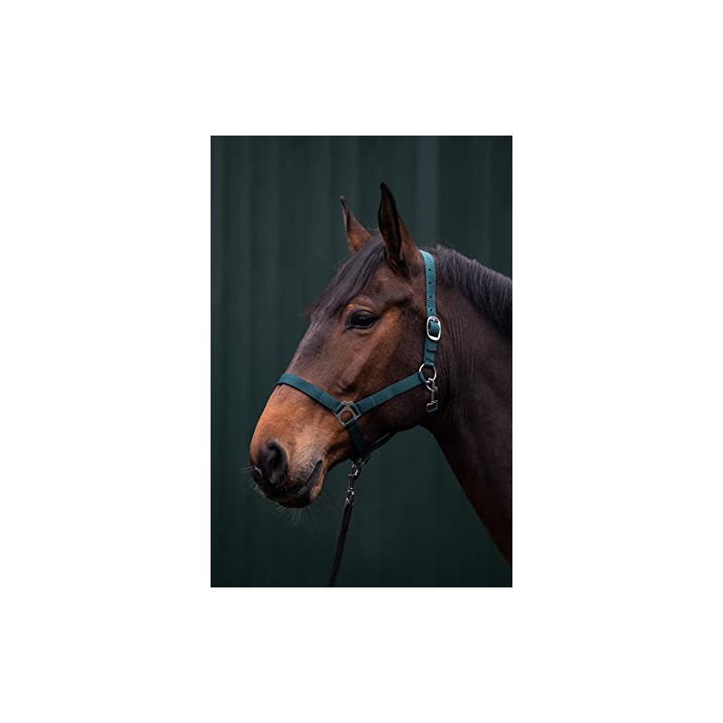 Posten Brisbane Headcollar Royal Blue Thoroughbred