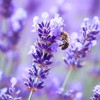MySeeds.Co Lavender, Italian (Lavandula angustifolia) Herb Seeds, Fragrant Blooms -