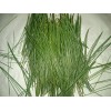 Maine Forest & Farm 4oz MAINE DRIED EASTERN WHITE PINE