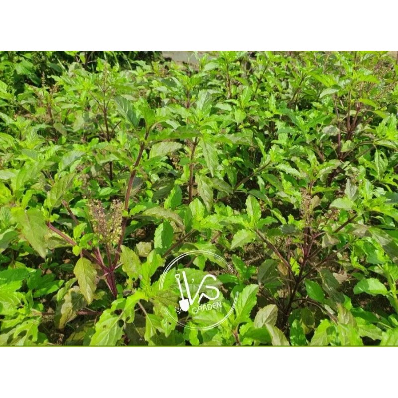 HOLY BASIL SEEDS, กะเพราขาว - HẠT HƯƠNG NHU TÍA (500+
