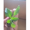 Unbranded Live Cayenne Pepper Plant Organico ship in 2 inches