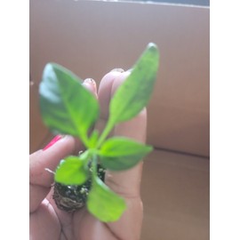 Unbranded Live Cayenne Pepper Plant  Organico ship in 2 inches pot well rooted