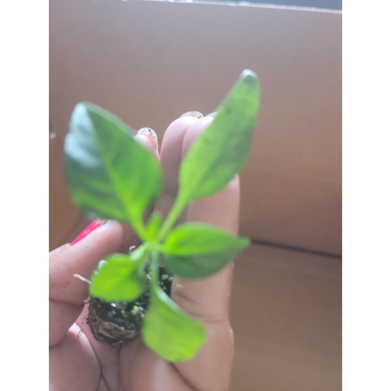 Unbranded Live Cayenne Pepper Plant Organico ship in 2 inches