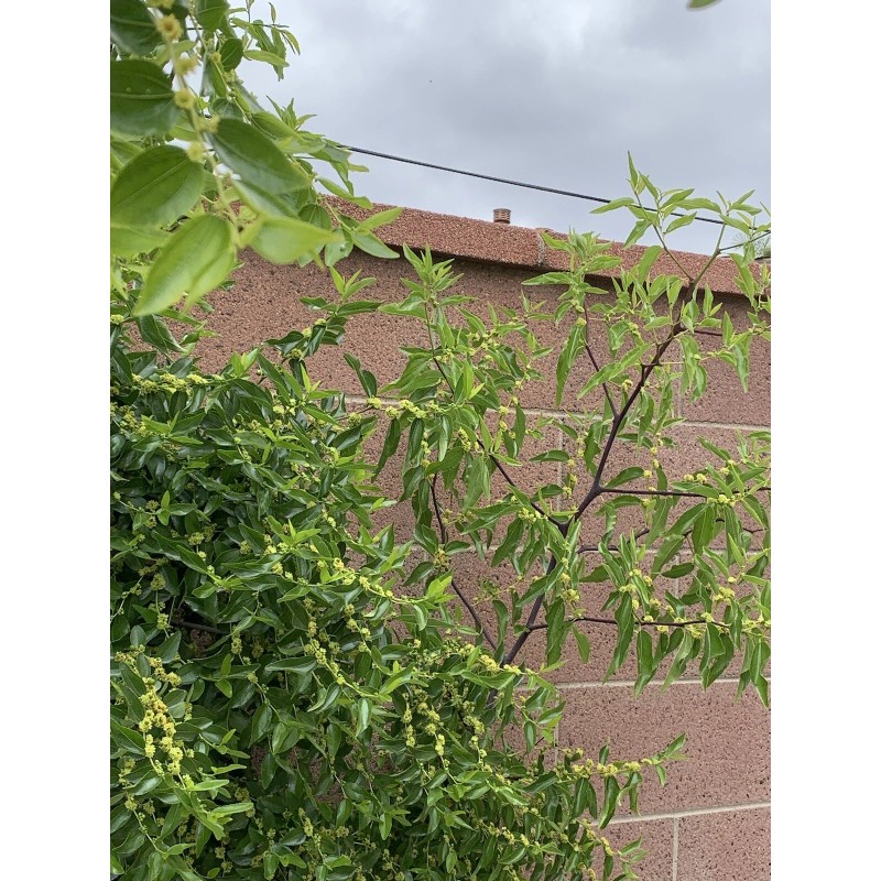 Jujube 4pcs Jujube Tree Cuttings