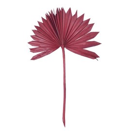 Vickerman 720158-13.75-19.5" Deep Red Palm Sun Spr 12/bg (H7PSS475) Dried and Preserved Palms