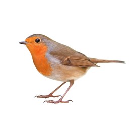 Robin, Blackbird and Wren nest box