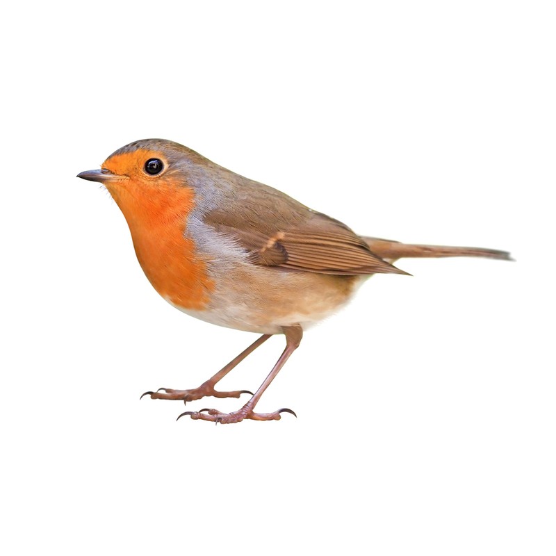 Robin, Blackbird and Wren nest box