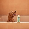 MRS. MEYER'S CLEAN DAY 3 in 1 Dog Shampoo, Sweet