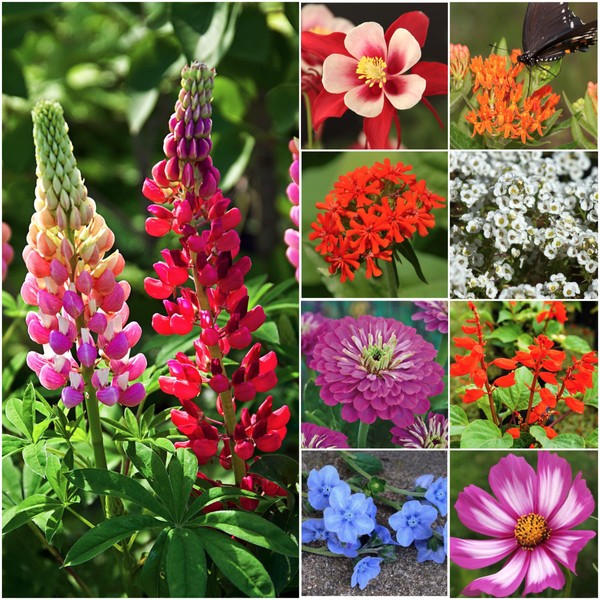 Seed Needs, Large 2 Ounce Package of 30,000+ Hummingbird and Butterfly Widflower Seed Mixture for Planting (99% Pure Live Seed- NO Filler) 20+ Varieties, Annual Perennial - Bulk