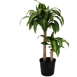 American Plant Exchange Dracaena Mass Cane ‘Corn Plant’, Live Indoor Houseplant, Easy-to-Care, 10-Inch Pot, Air-Purifying, 3.5ft Tall Large Size Plant for Home, Office, and Garden Décor