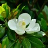 15PCS White Southern Magnolia Flower Seeds Beautiful Ornamental Landscape Tree