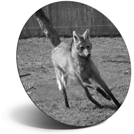 Destination Vinyl ltd Magnet for Refrigerator, Fridge BW - Cute Maned Wolf Dog Animal for Office, Cabinet and Whiteboard, Magnetic Stickers, 39250