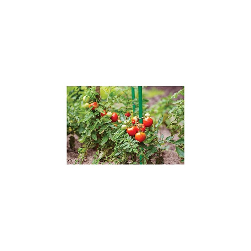 Preis-Zone Bradas 1894 Steel Plant Stake with Plastic Coated Plant